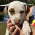 Photo of Cannelloni   11 Week Old Staffy X (Trial)