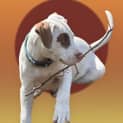 Photo of Cannelloni   11 Week Old Staffy X (Trial)