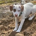Photo of Cannelloni   11 Week Old Staffy X (Trial)