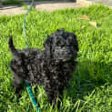 Photo of Kahlua And Bailey