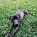 Photo of Loki
