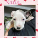 Photo of Narla 