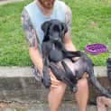 Photo of Tilly   5 Month Old German Shepherd X (Trial)