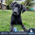 Photo of Tilly   5 Month Old German Shepherd X (Trial)