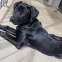Photo of Tilly   5 Month Old German Shepherd X (Trial)
