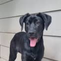 Photo of Tilly   5 Month Old German Shepherd X (Trial)