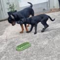 Photo of Tilly   5 Month Old German Shepherd X (Trial)