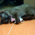 Photo of Tater Tot