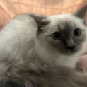 Photo of Petunia