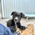 Photo of Reva