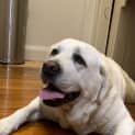 Photo of Gizmo 8 Year Old Labrador (Trial)