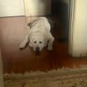 Photo of Gizmo 8 Year Old Labrador (Trial)