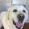 Photo of Gizmo 8 Year Old Labrador (Trial)