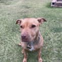 Photo of Lacey