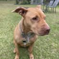 Photo of Lacey