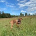 Photo of Ace