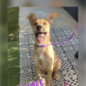 Photo of Boomer
