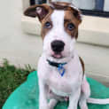 Photo of Mintie