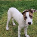 Photo of Mintie