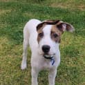 Photo of Mintie