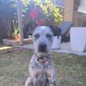 Photo of Amelia