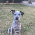 Photo of Amelia