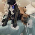 Photo of Bobbie B 4 Month Old Catahoula (Trial)
