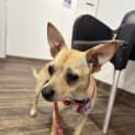 Photo of Thor   11 Month Old Chihuahua X Mini Foxy (Trial)