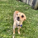 Photo of Thor   11 Month Old Chihuahua X Mini Foxy (Trial)