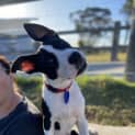 Photo of Benny 3 Month Old Staffy X