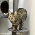 Photo of Nala Now Piper 