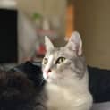 Photo of Whitey