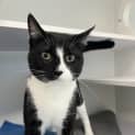 Photo of Oscar (Was Simon)