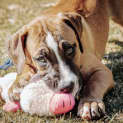 Photo of Cooper