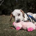 Photo of Iggy