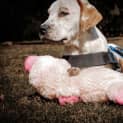 Photo of Iggy