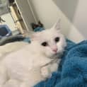 Photo of Bean