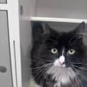 Photo of Tux
