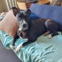 Photo of Bella