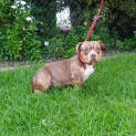 Photo of Bobbie