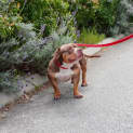 Photo of Bobbie