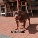 Photo of Stubbie