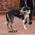 Photo of Jazzy