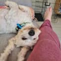 Photo of Buddy / Charlie