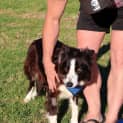 Photo of Woolley 4 Year Old Border Collie (Trial)