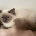 Photo of Petunia