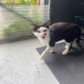 Photo of Badger 