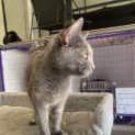 Photo of Beebee