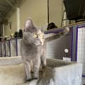 Photo of Beebee