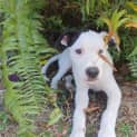 Photo of Hercules